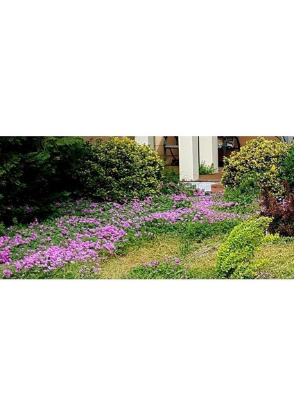 1 Adet Rizom (Tohum) ve Toprak Bitki Seti, Süs Yoncası, Oksalis Çiçeği, Pembe Çiçek Açar, Oxalis Rosea fırsatları