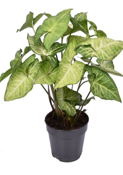 Dekoratif Canlı Melek Kanadı Çiçeği 1 Adet Saksılı 20-45CM (Syngonium) modelleri