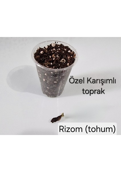 Rizom (Tohum), Alacalı Uyku Çiçeği Bitki Seti, Pembe Çiçekli Kelebek Çiçeği, Süs Yoncası, Mor Oxalis