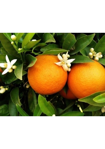 5 Yaş Washington Portakal Fidanı