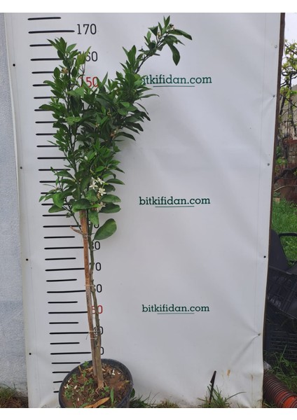 5 Yaş Washington Portakal Fidanı fiyatları