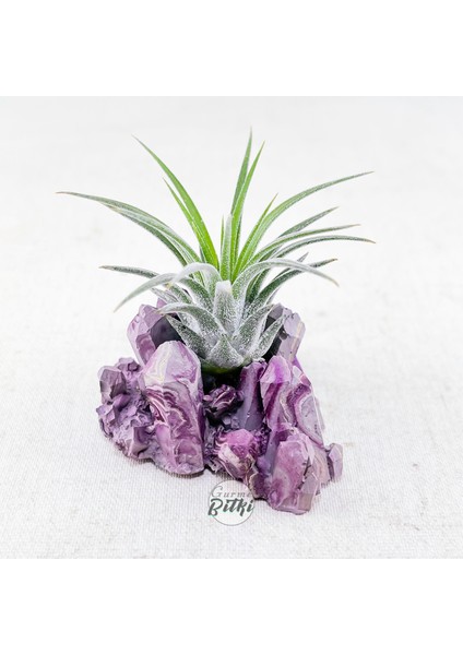 Ionantha Pup Mineral Stand - Yavru Hava Bitkisi Aranjman Air Plant