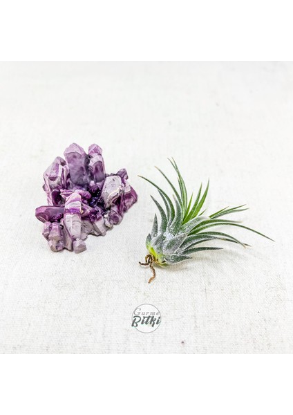 Ionantha Pup Mineral Stand - Yavru Hava Bitkisi Aranjman Air Plant