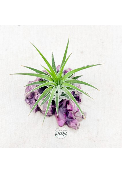 Ionantha Pup Mineral Stand - Yavru Hava Bitkisi Aranjman Air Plant