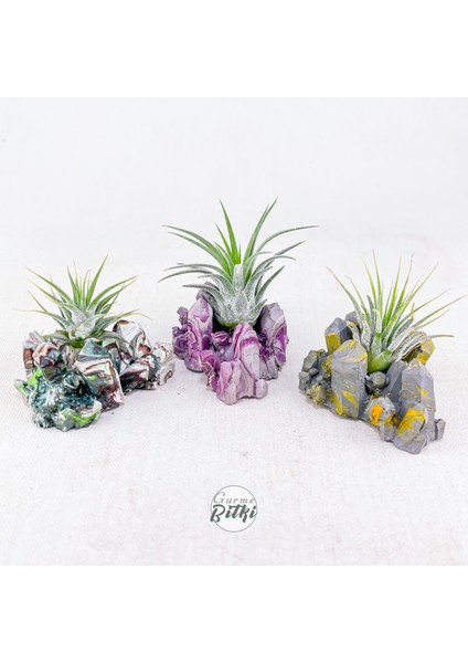 Ionantha Pup Mineral Stand - Yavru Hava Bitkisi Aranjman Air Plant