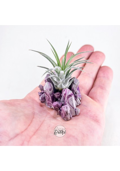 Ionantha Pup Mineral Stand - Yavru Hava Bitkisi Aranjman Air Plant