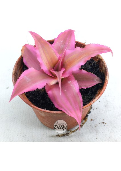 Cryptanthus Bivittatus Pink Star (5.5 cm Saksıda) Bromeliad