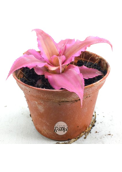 Cryptanthus Bivittatus Pink Star (5.5 cm Saksıda) Bromeliad fiyatları