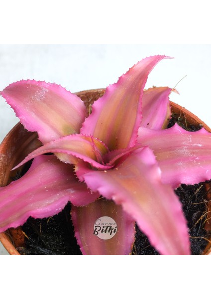 Cryptanthus Bivittatus Pink Star (5.5 cm Saksıda) Bromeliad modelleri