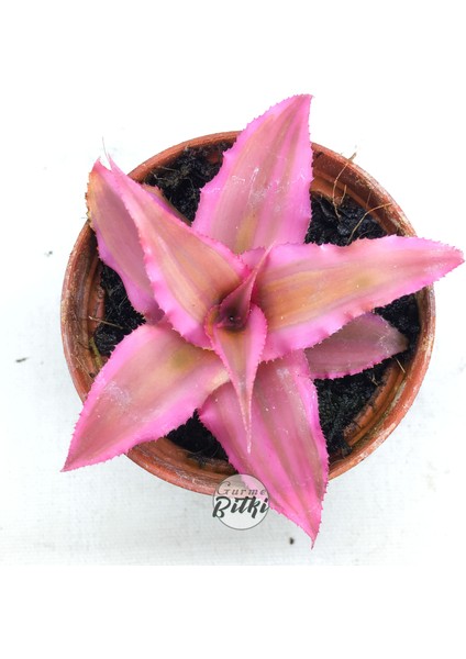 Cryptanthus Bivittatus Pink Star (5.5 cm Saksıda) Bromeliad fırsatları