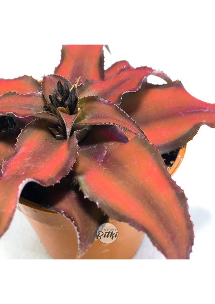 Cryptanthus Bivittatus Red Star (5.5 cm Saksıda) Bromeliad