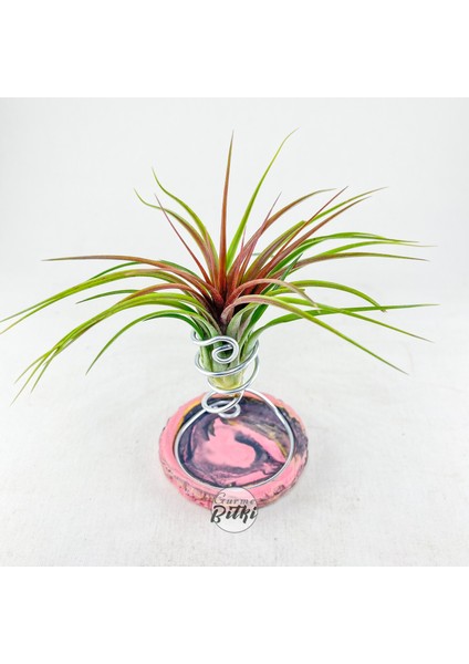 Tillandsia Rainforest Red (M) Özel Nadir Tür Hava Bitkisi Air Plant