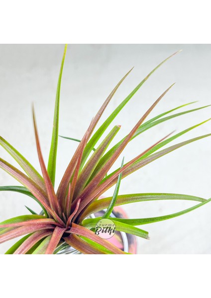 Tillandsia Rainforest Red (M) Özel Nadir Tür Hava Bitkisi Air Plant