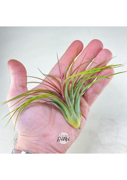 Tillandsia Rainforest Red (M) Özel Nadir Tür Hava Bitkisi Air Plant