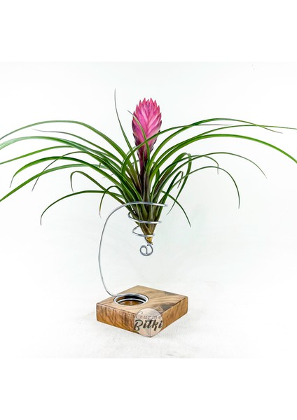 Cyanea Grounded Stand - Tillandsia Aranjman Pink Quill Hava Bitkisi Çiçeği