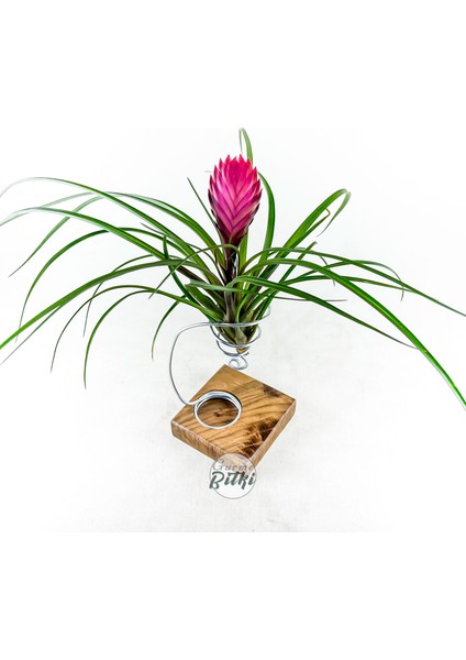 Cyanea Grounded Stand - Tillandsia Aranjman Pink Quill Hava Bitkisi Çiçeği