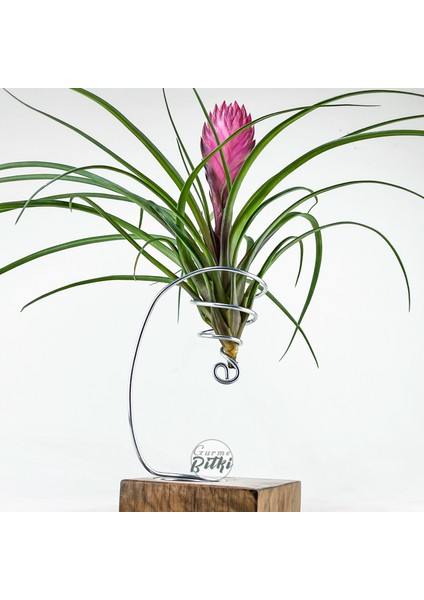 Cyanea Grounded Stand - Tillandsia Aranjman Pink Quill Hava Bitkisi Çiçeği