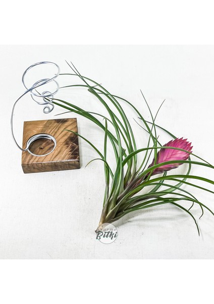 Cyanea Grounded Stand - Tillandsia Aranjman Pink Quill Hava Bitkisi Çiçeği