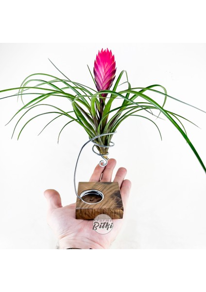 Cyanea Grounded Stand - Tillandsia Aranjman Pink Quill Hava Bitkisi Çiçeği