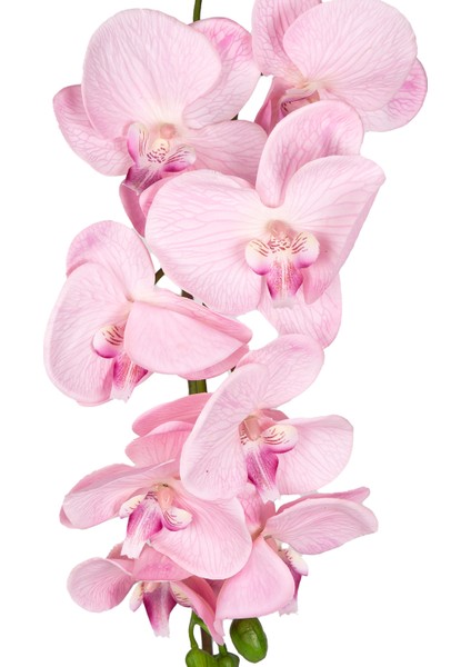 Yapay Orkide Gerçek Dokulu Pembe 95 Cm. fiyatları