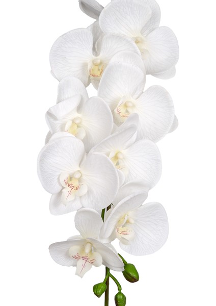Yapay Orkide Gerçek Dokulu Beyaz 95 Cm. fiyatları