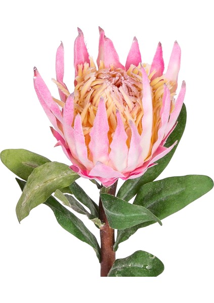 Yapay Protea Çiçeği Pembe 60 Cm. fiyatları
