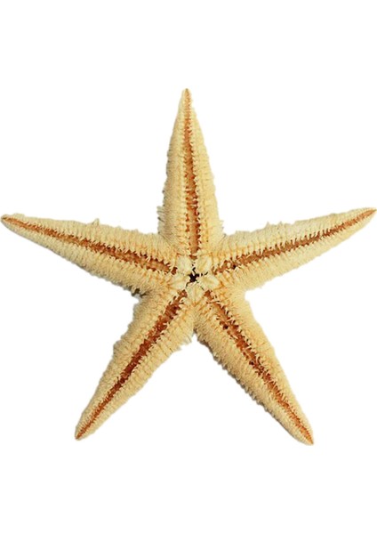 Natural Deniz Yıldızı 6 cm - 9 cm