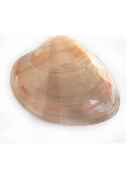 Chocolate Clam 4 Inç Kapaklı