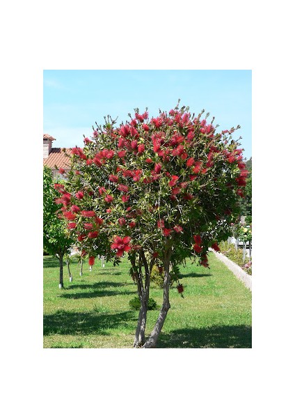 FIRÇA ÇALISI- Kırmızı (Callistemon Laevis)Boy 1,5m
