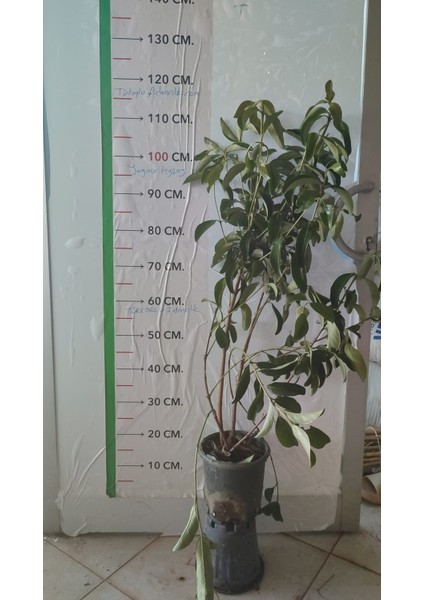 Parlak Yapraklı Kartopu(YAĞLI KARTOPU) – Viburnum Lucidum // 100 - 130 Cm Çit Bitkisi