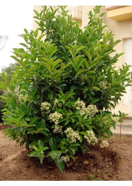 Parlak Yapraklı Kartopu(YAĞLI KARTOPU) – Viburnum Lucidum // 100 - 130 Cm Çit Bitkisi fiyatları