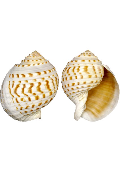 Tuna Tessellata 10-13 cm
