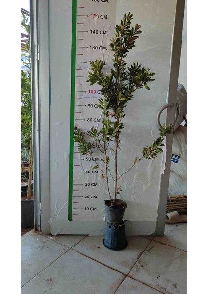 Saksıda Fırça Çalısı Fidanı 130/170 cm fiyatları