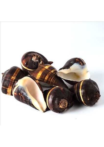 Fiber Conch