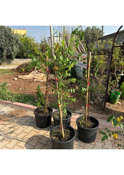 20 Lt Saksıda Meyve Verir Durumda Carambola (Yıldız Meyvesi) Fidanı modelleri