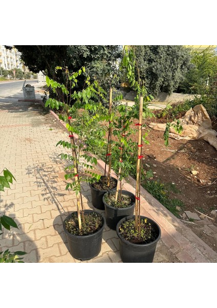 20 Lt Saksıda Meyve Verir Durumda Carambola (Yıldız Meyvesi) Fidanı fırsatları