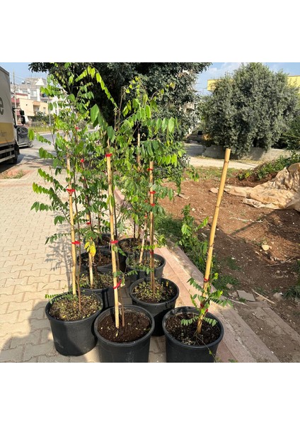 20 Lt Saksıda Meyve Verir Durumda Carambola (Yıldız Meyvesi) Fidanı indirimleri
