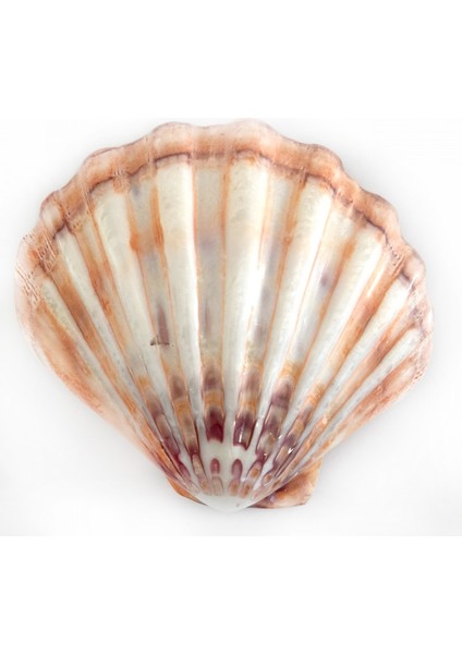 Lyropecten Polıshed 6 Inç Unpaır Turuncu