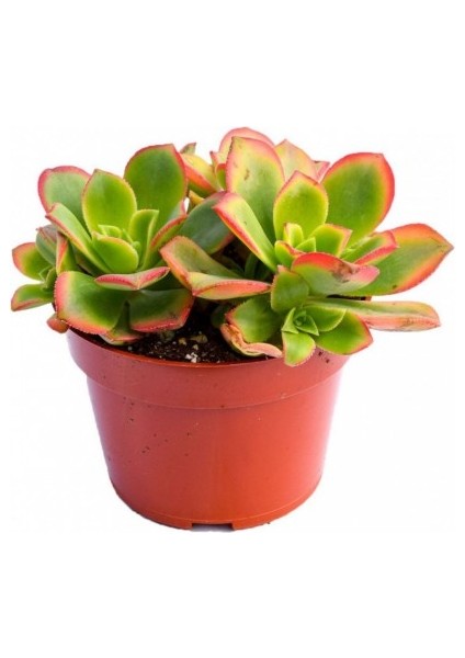 Aeonium Kiwi – Gökkuşağı Sukulent 5 Adet