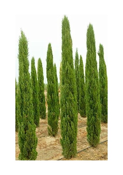 AKDENİZ SERVİSİ 10 ADET - ÇİT BİTKİSİ 40-60 cm