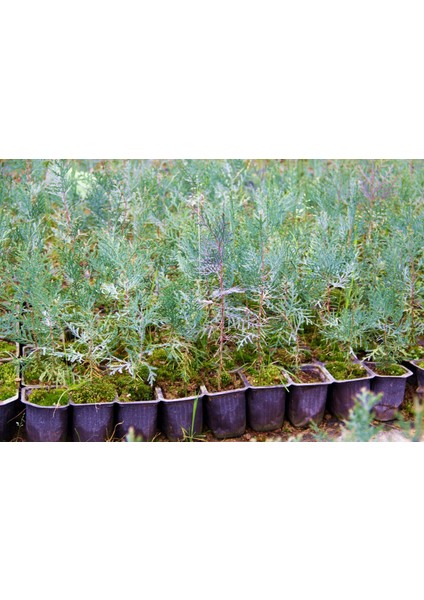 Yeşil Mazı Fidanı 100 Adet - Çit Bitkisi ( Thuja Orientalis )