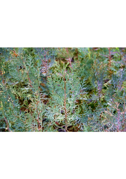 Yeşil Mazı Fidanı 100 Adet - Çit Bitkisi ( Thuja Orientalis )