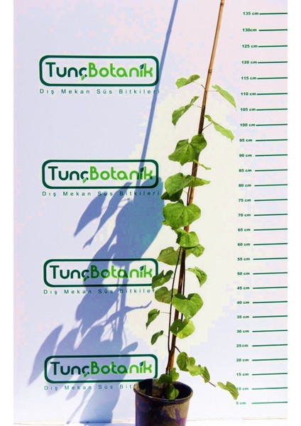ERGUVAN AĞACI 1 METRE