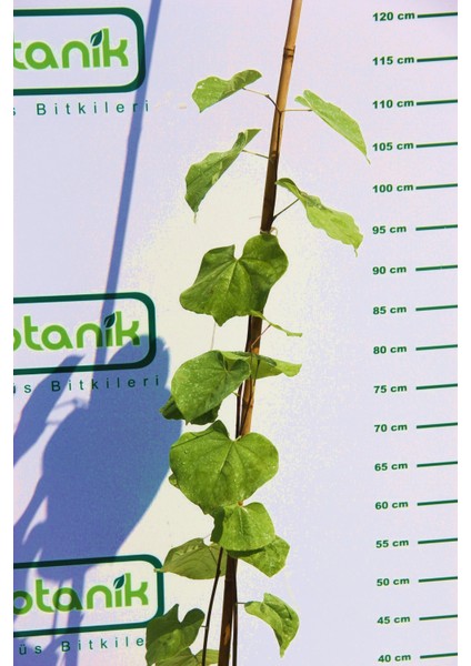 ERGUVAN AĞACI 1 METRE