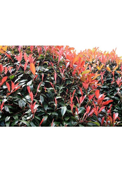 Alev Ağacı [Photinia] Fidanı 50-70 cm boy