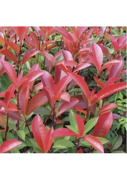 Alev Ağacı [Photinia] Fidanı 50-70 cm boy