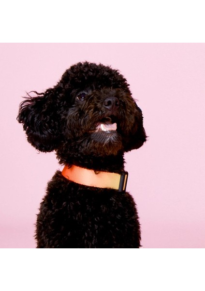 Dog.ist Flame Premium Sürdürülebilir Küçük ve Orta Irk Köpek Boyun Tasması