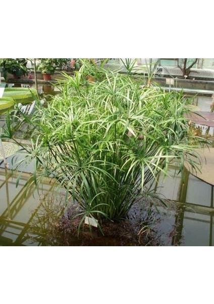 Japon şemsiyesi [Cyperus alternifolius] saksıda