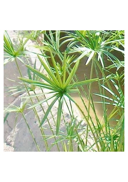 Japon şemsiyesi [Cyperus alternifolius] saksıda