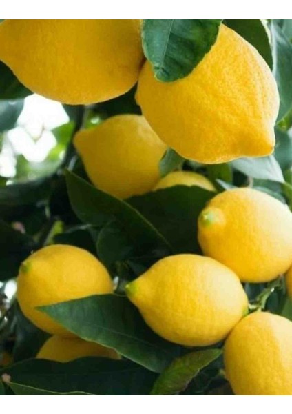 Tüplü Aşılı Üzeri Meyveli Yediveren Limon Fidanı 3 Yaş 2 Adet